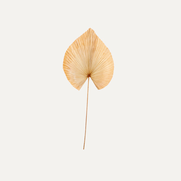 Palm Leaf Big