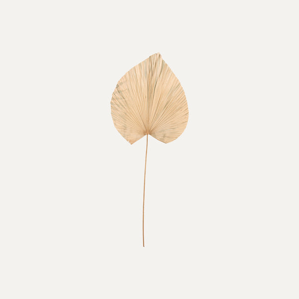 Palm Leaf Medium