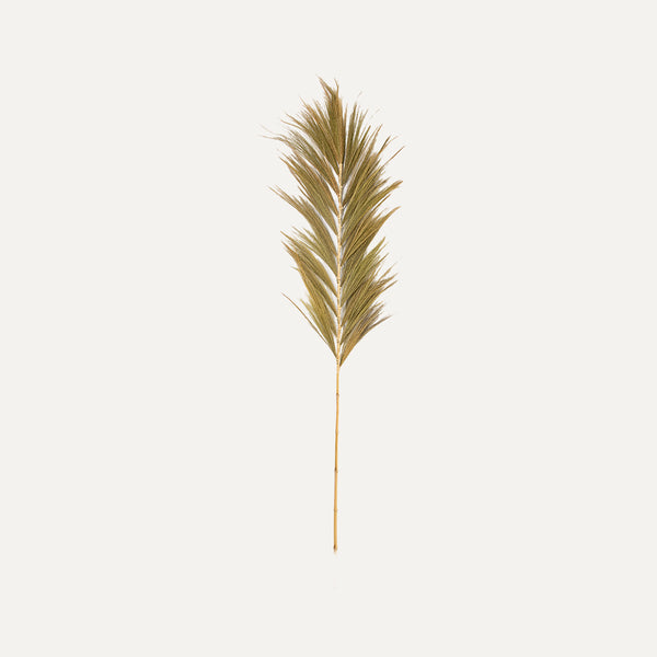 Rayung Natural Dry Leaf